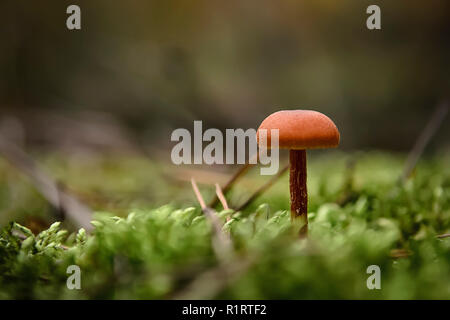 Orange mushroom with a hairy leg grows on a soft pillow of green moss Stock Photo
