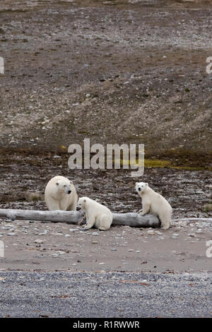 A Polar Bear mother and two cubs pause on the shoreline. One cub plays with a bit of seaweed. The shore off Forlandsundet, Svalbard Stock Photo