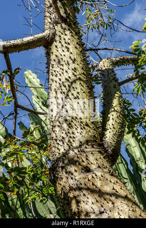 Silk floss tree Ceiba speciosa, trunk with spines, Elche garden, Spain Stock Photo