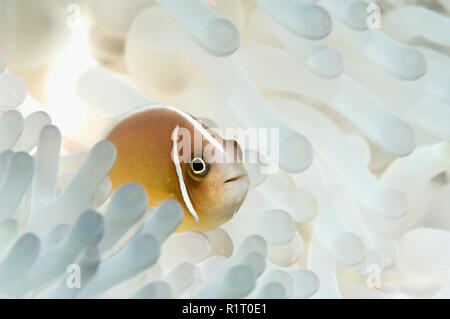 Pink anemonefish [Amphiprion perideraion] with bleached host anemone.  Indonesia. Stock Photo