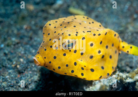 Yellow boxfish [Ostracion cubicus] juvenile.  Indonesia. Stock Photo