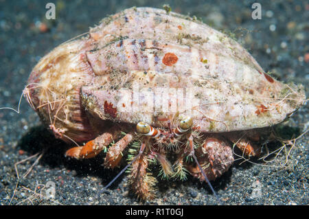 Jeweled anemone hermit crab [Dardanus gemmatus].  Indonesia. Stock Photo