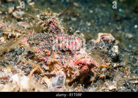 Spiny devilfish, Demon stinger [Inimicus didactylus].  North Sulawesi, Indonesia. Stock Photo