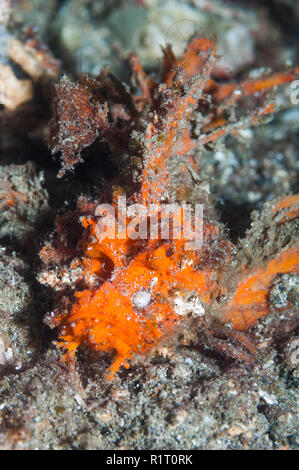 Spiny devilfish, Demon stinger [Inimicus didactylus].  North Sulawesi, Indonesia. Stock Photo