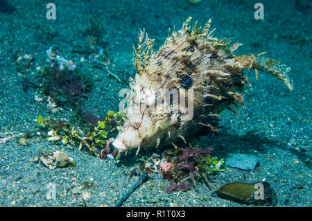 Weedy filefish (Chaetoderma penicilligera).  Lembeh Strait, North Sulawesi, Indonesia. Stock Photo