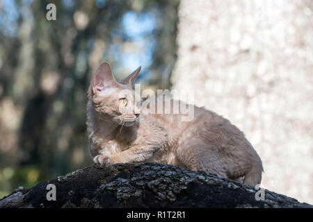 Devon Rex cat on a fallen log in the woods Stock Photo