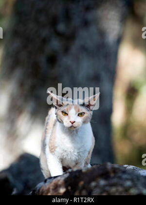 Devon Rex cat on a fallen log in the woods Stock Photo