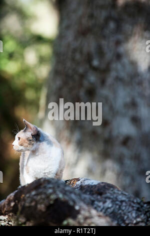 Devon Rex cat on a fallen log in the woods Stock Photo