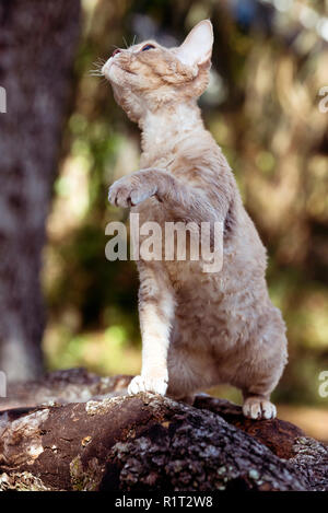 Devon Rex cat on a fallen log in the woods Stock Photo