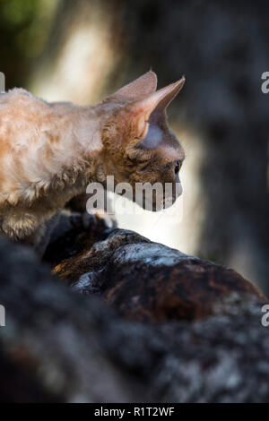 Devon Rex cat on a fallen log in the woods Stock Photo