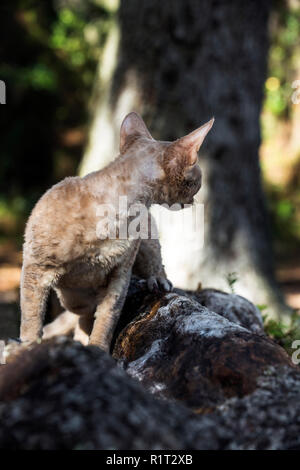Devon Rex cat on a fallen log in the woods Stock Photo