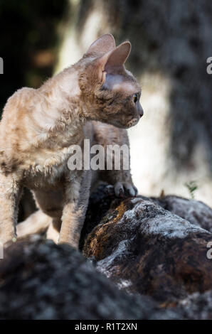 Devon Rex cat on a fallen log in the woods Stock Photo
