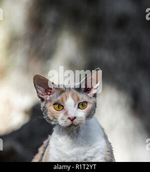 Devon Rex cat on a fallen log in the woods Stock Photo