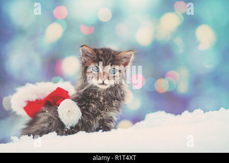 Little kitten with Santa Claus hat outdoors in snowy winter Stock Photo