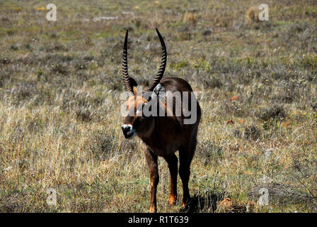 The Waterbuck is one of the largest antelopes in South Africa.  Slow moving, it stays near water to escape predators. Note the twisted horns. Stock Photo