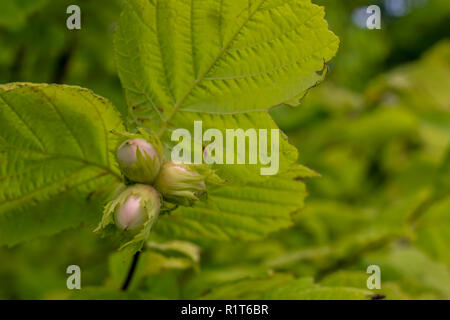 Hazelnuts on tree branch. Unripe hazelnuts on tree. Hazelnuts in garden. Summer fruits in Latvia. Stock Photo