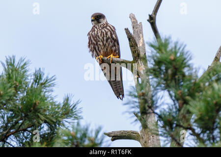 Northern Hobby (Falco subbuteo). Russia, Moscow Stock Photo
