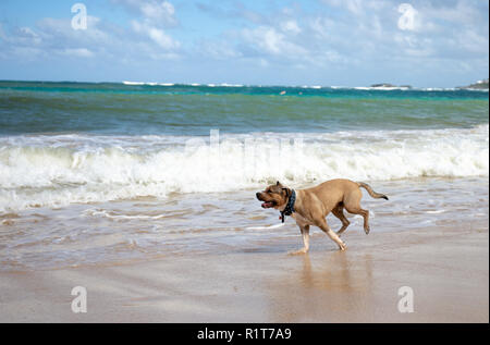 dog running on the beach Stock Photo