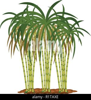 Sugar cane plant on white background illustration Stock Vector