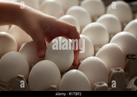 The fresh eggs in the hand. Fresh eggs on the eggs tray Stock Photo