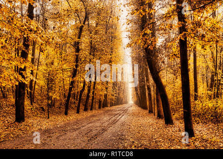 tree-lined avenue in the autumn on a foggy November afternoon Stock Photo