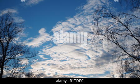 White clouds and trees without leaves on blue evening sky background Stock Photo