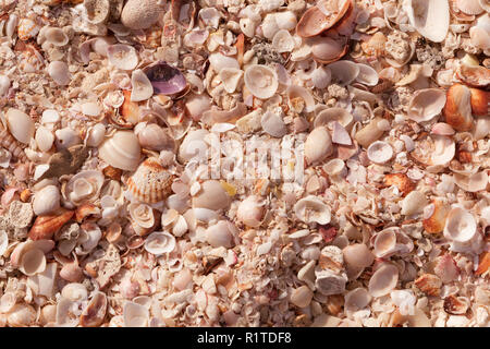 Natural sand and shells background. Black sea shell on the coast. Seashells collection. Close up. Toned Stock Photo