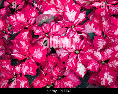 Field of red and white poinsettias on a Christmas display Stock Photo