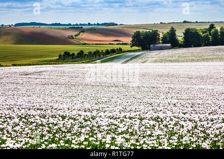 A field of cultivated white poppies on the Marlborough Downs in Wiltshire. Stock Photo