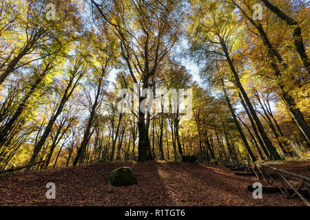 Beech forest with trees in backlight. Dry leaves of the undergrowth. Autumn colors, branches and trunks without leaves. Beech forest, beech forest in  Stock Photo