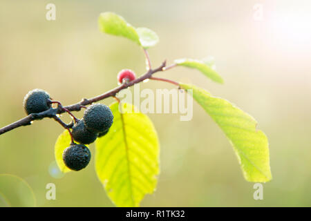 Branches of Frangula alnus with with black berries after rain. Fruits of Frangula alnus covered drops of water Stock Photo