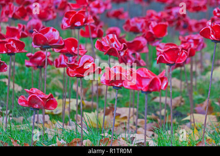 London, Lambeth.  Ceramic poppies in the 'Weeping Window' installation at the Imperial War Museum, marking the centenary of the end of World War I. Stock Photo