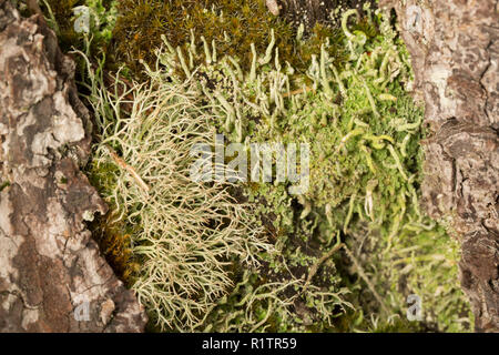 Lichens growing on an old dead tree in a rural, coniferous woodland. Lichens are indicators of air pollution. Dorset England UK GB Stock Photo