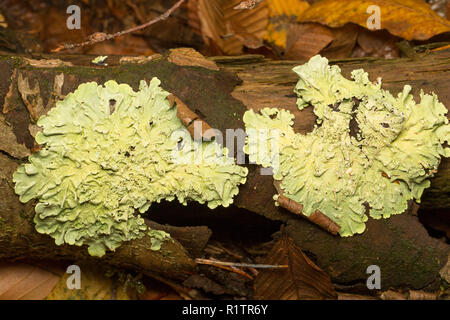 Common Greenshield lichen, Flavoparmelia caperata, growing on a fallen tree. Lichens are sensitive to air pollution. Dorset England UK GB Stock Photo