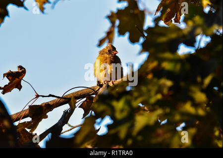 Female Cardinal perched in a maple tree. This bird was found in rural Michigan.Taken in a crisp early fall morning. The sunlight illuminates the bird. Stock Photo