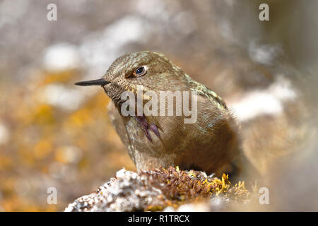 olivaceous Thornbill (Chalcostigma olivaceum) perched on a rock in the Andean heights. Stock Photo