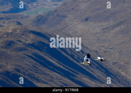 Pair of Andean goose (Chloephaga melanoptera) flying over the Andean mountain ranges, in their natural habitat. Stock Photo