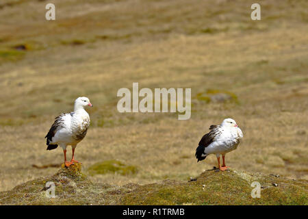 Pair of Andean goose (Chloephaga melanoptera) perched on the grassland in its natural environment in the puna. Stock Photo
