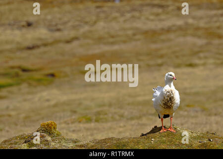 Andean goose (Chloephaga melanoptera) perched on the grassland in its natural environment in the puna. Stock Photo