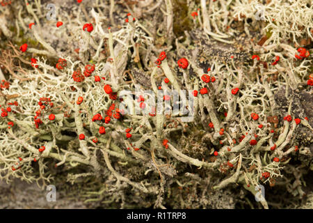Cladonia floerkeana lichen growing on an old tree stump in coniferous, rural woodlands. Lichens are sensitive to air pollution. C. floerkeana is an ex Stock Photo