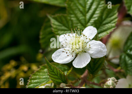 Rubus fruticosus, Bramble flower closeup, Dorset, UK Stock Photo