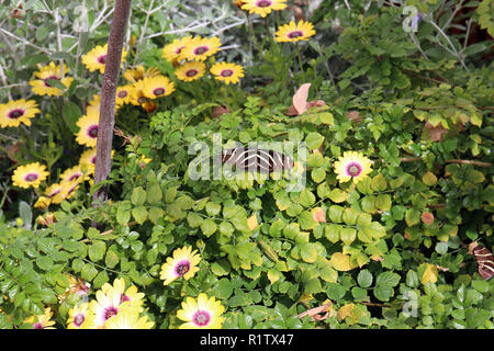 Close up of a Zebra Longwing Butterfly resting on green leaves of a vine surrounded by Osteospermum flowers Stock Photo