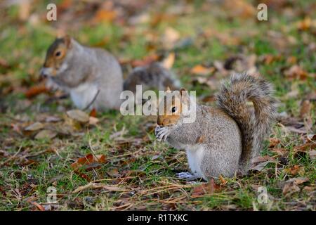 Low angle view of two grey squirrels sitting on the ground while eating a nut Stock Photo