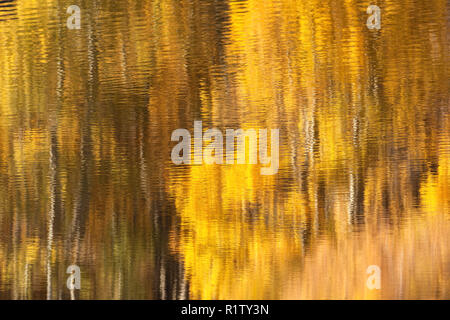 Reflection of the nearby aspen trees in their peak fall foliage on the Grand Lake water surface, June Lake Loop, June Lake, California, USA Stock Photo