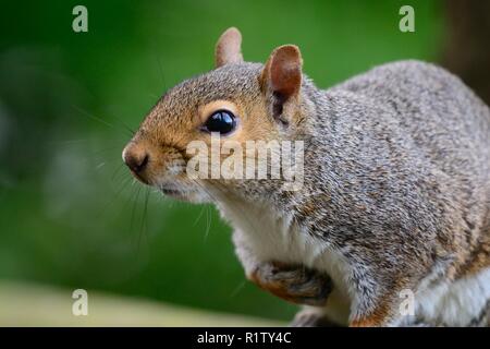 Portrait of a grey squirrel sitting on a wooden fence Stock Photo