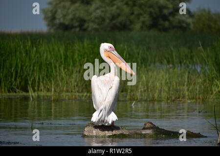 'I see you too' Pelican @ the Danube Delta Stock Photo
