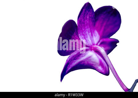 Delicate scarlet pink flower phalaenopsis orchid isolated on white background. Stock Photo