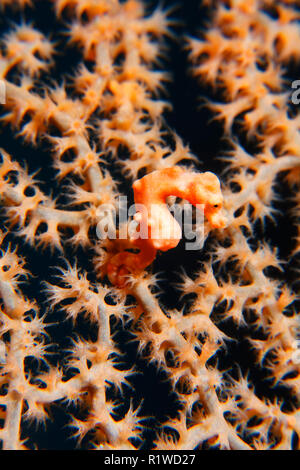 Denise's pygmy seahorse (Hippocampus denise), size 10mm, in gorgonian fans with closed polyps, Selayar, South Sulawesi Stock Photo