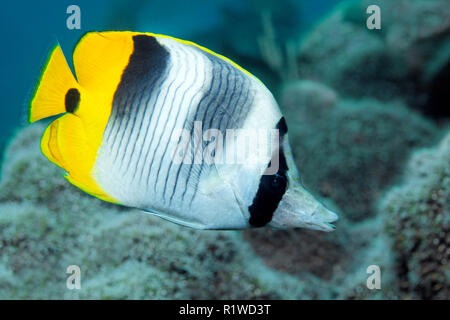 Pacific double-saddle butterflyfish (Chaetodon ulietensis), swims over coral reef, South Sulawesi, Selayar Island, Flores Sea Stock Photo