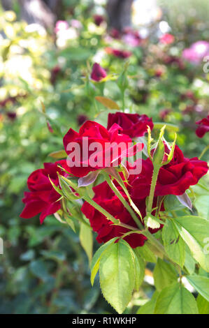 Group of red roses on a rosebush, in the background many other roses are somewhat blurred Stock Photo